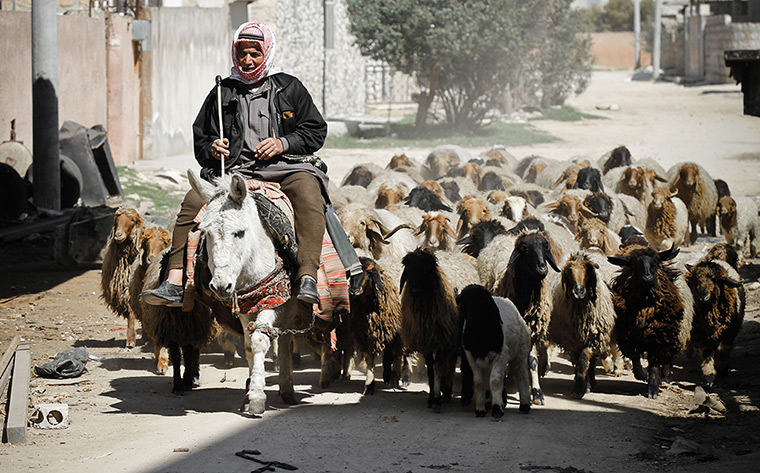 Aleppo, Syria: A farmer drives his flock through the middle of rebel positions