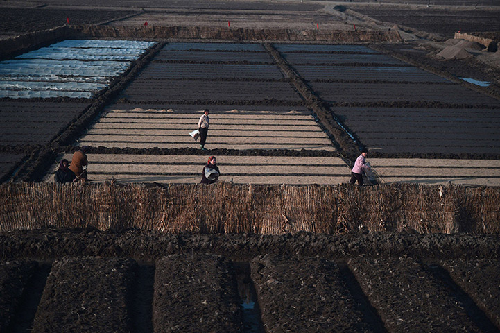 From the agencies: North Koreans farmers work in the fields along the railway line