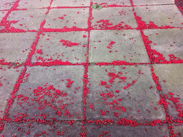 Your Pictures: Your Pictures: red berries in a geometric pattern on paving stones.