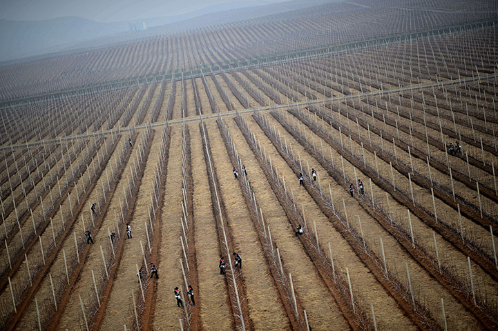 From the agencies: North Korean workers are seen working in an apple farm near Pyongyang