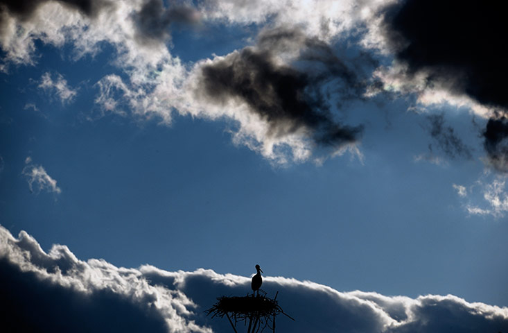 Week in wildlife: Storks nesting