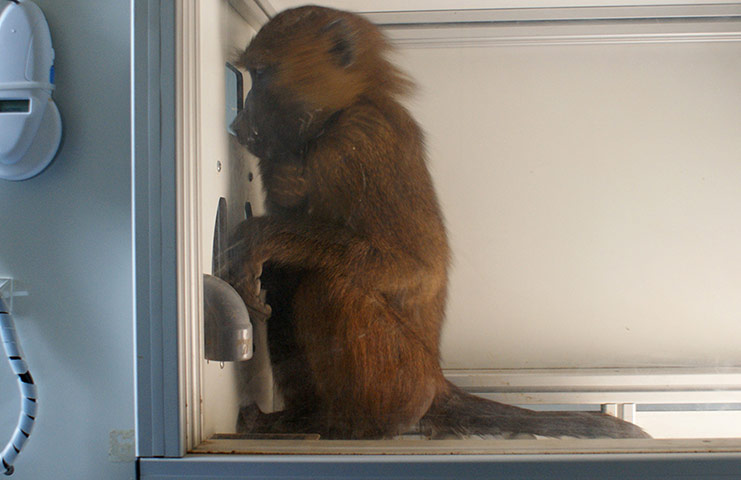 Week in wildlife: Baboon looking at a computer screen