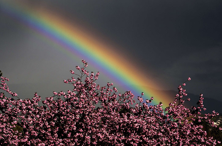 Week in wildlife: A rainbow glows in the sky behind trees in blossom 