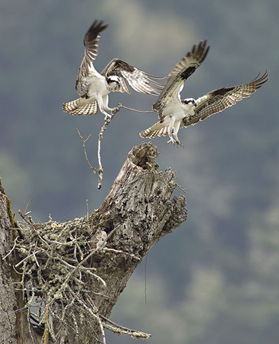 Week in wildlife: Osprey making a nest, Roseburg, Oregon, America - 09 Apr 2012