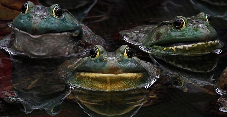 Week in wildlife: Frogs rest in a pond on the outskirts of Pyongyang