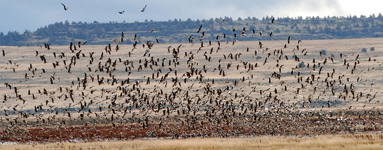 Week in wildlife:  Lower Klamath National Wildlife Refuge