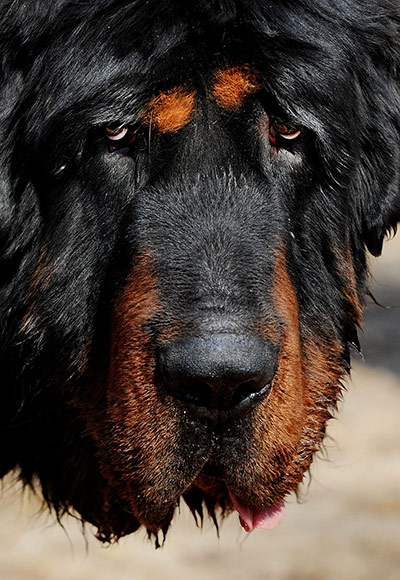 Week in wildlife:  a pedigree Tibetan mastiff dog