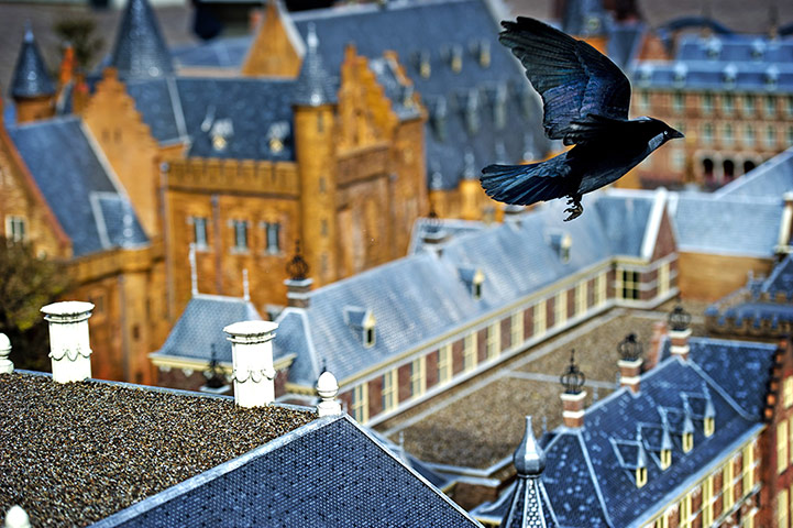 Week in wildlife: A bird flies over the renewed Madurodam 