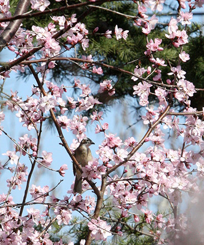 Week in wildlife: #CHINA-SRPING-FLOWERS (CN)