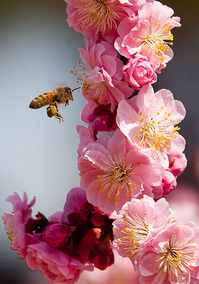 Week in wildlife: Blossoming fruit trees