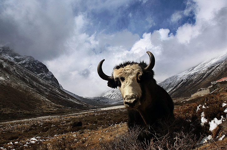 Week in wildlife: Walking With The Wounded Mount Everest expedition