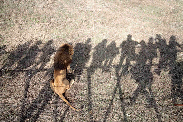 Week in wildlife: Visitors observe a lion at a new safari park named 