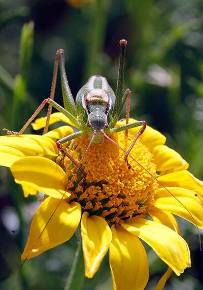 Week in wildlife: Green Grasshopper