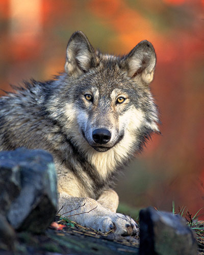 Week in wildlife: An endangered gray wolf