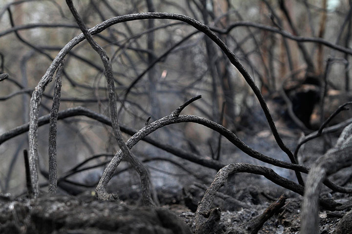 Week in wildlife: Burnt trees are seen after a forest fire in the Fragas do Eume natural park