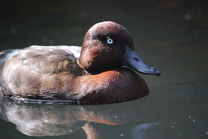 Week in wildlife: Endangered duck breeding success