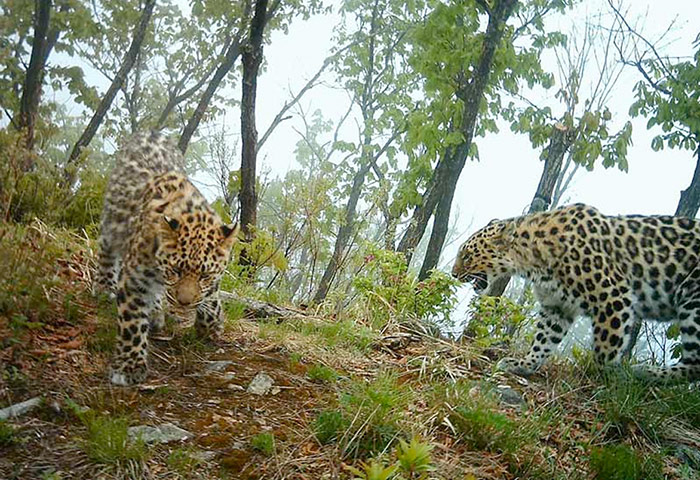 Week in wildlife: Amur leopard parenting cub