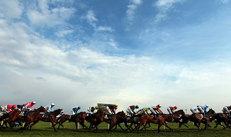 horsies: Horse Racing
