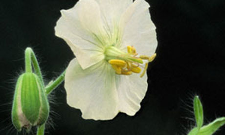 Plant of the week: White dusky cranesbill