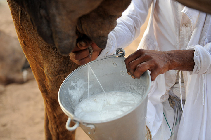 24 hours in pictures: A camel herder milks one of his animals in Gujarat