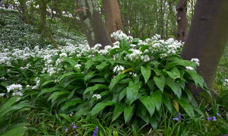 Wild garlic or ramsons