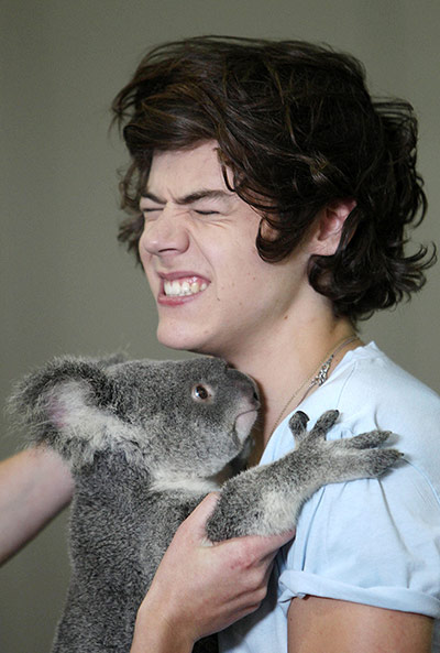Picture Desk Live: One Direction visit Lone Pine Koala Sanctuary in Brisbane