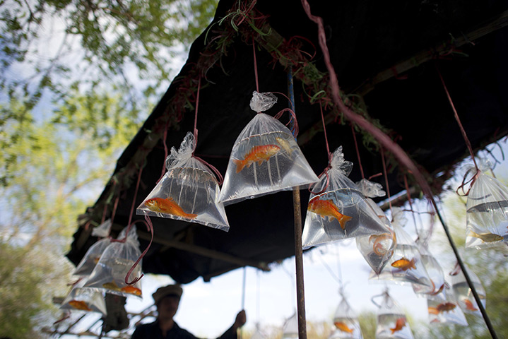24 hours: Kabul, Afghansistan: A vendor sells goldfish in a street 