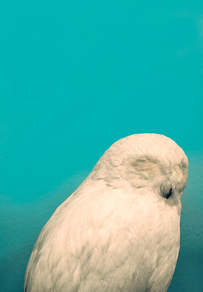 Exhibitionist2104: The Institute of Critical Zoologists