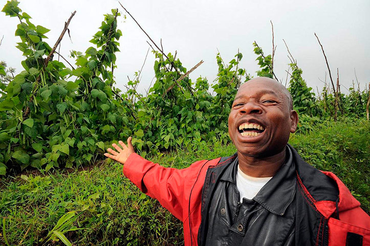 Climbing beans: impact of improved climbing beans in Rwanda
