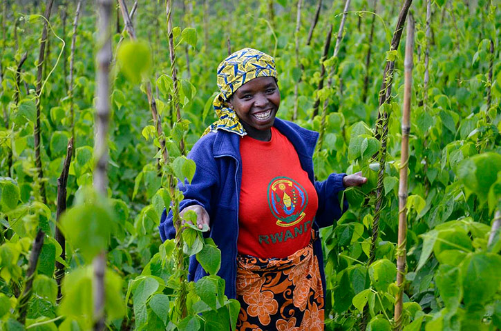 Climbing beans: impact of improved climbing beans in Rwanda