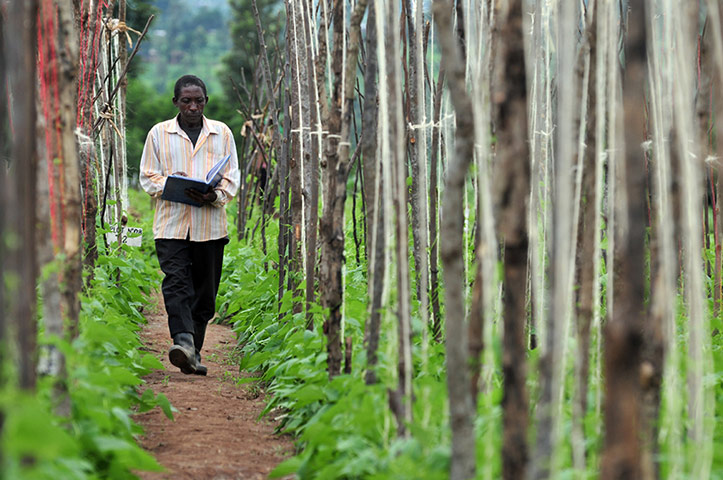 Climbing beans: impact of improved climbing beans in Rwanda