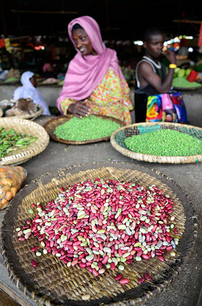 Climbing beans: impact of improved climbing beans in Rwanda