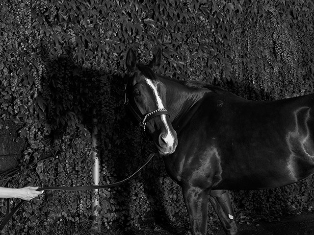 Stan Douglas: Horse by Stan Douglas