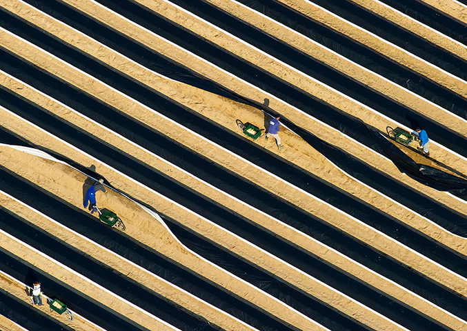 24 hours in pictures: Seasonal labourers at work in an asparagus field