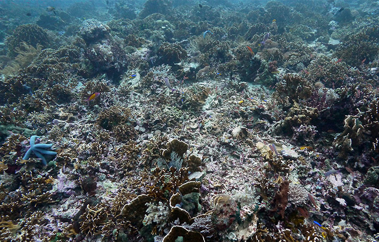 Week in wildlife: coral reefs damaged by fishermen in Tatawa Besar, Komodo islands, Indonesia
