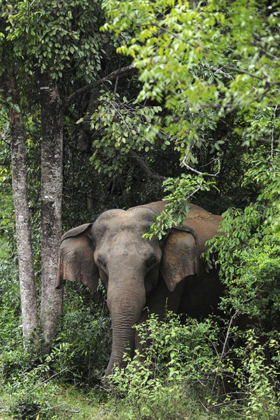 Week in wildlife: An elephant is photographed from a motorway