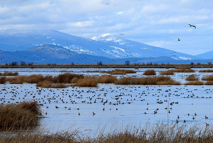 Week in wildlife: Northern pintail ducks flock to Lower Klamath National Wildlife Refuge 