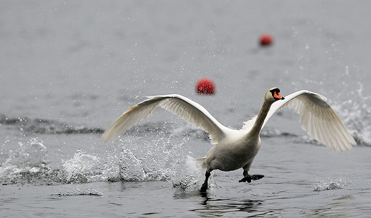Week in wildlife: A goose flies 