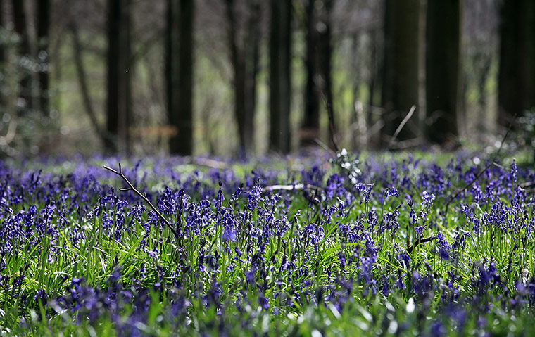 Week in wildlife: Bluebells Flower As Their Season Is Shortened Due To The Drought