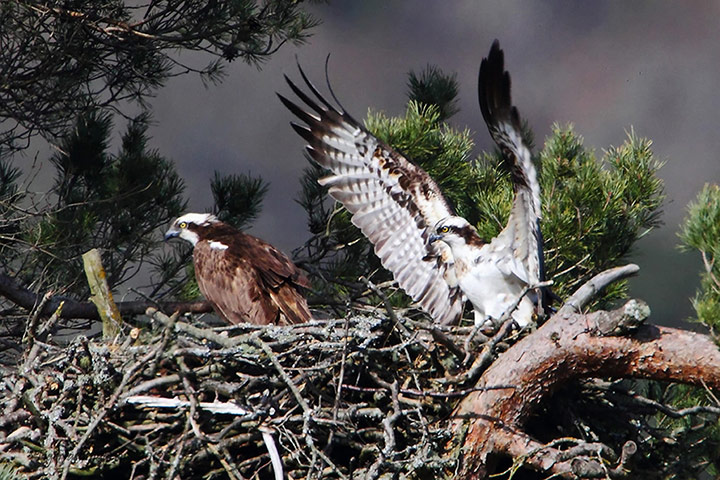 Week in wildlife: Trust delight at osprey egg success