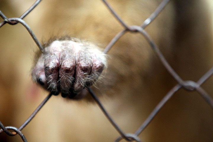 Week in wildlife: Bao Son Paradise Park in Hanoi