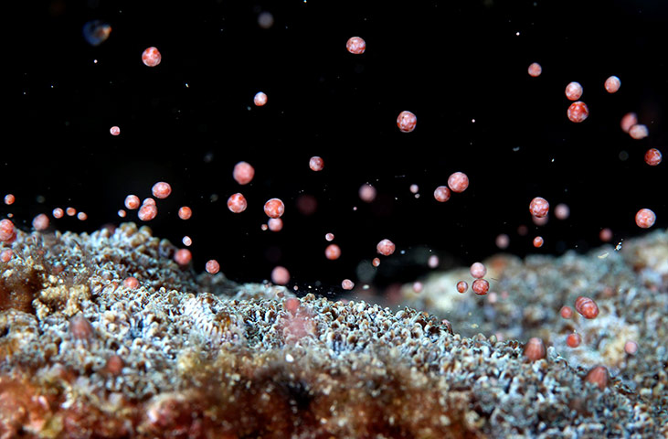 Week in wildlife: a coral on a reef in the Kenting National Park spawns in Pingtung County