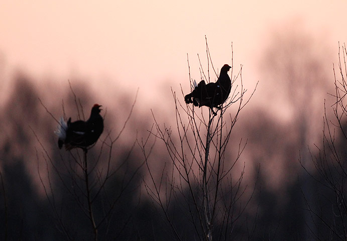 Week in wildlife: Male black grouse sit atop tree branches in a field