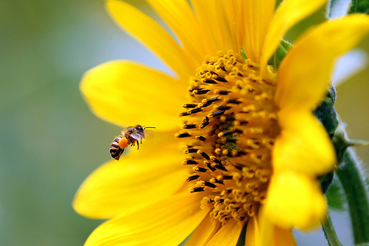 Week in wildlife: Bao Son Paradise Park in Hanoi