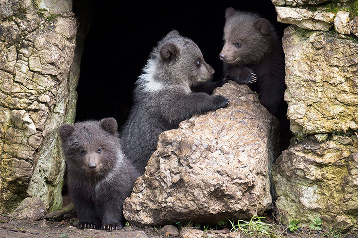 Picture Desk Live: Bear Cubs in Vallorbe