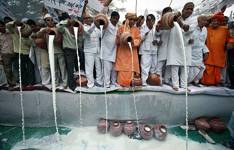 24 hours: New Delhi, India: Milkmen pour milk into a drain during a protest 