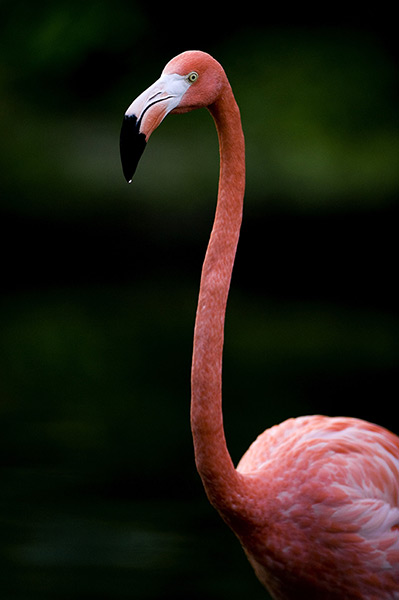24 hours: Cali, Colombia: A pink flamingo (Phoenicopterus ruber) at the zoo