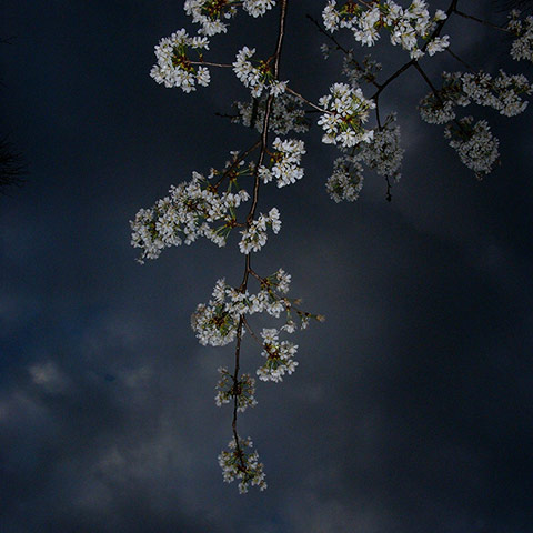 Guardian Camera Club: A review of Grant Simon Rogers portfolio