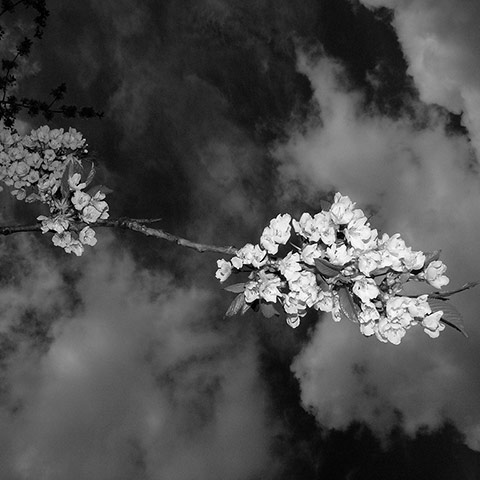 Guardian Camera Club: A review of Grant Simon Rogers portfolio