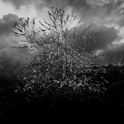 Guardian Camera Club: A review of Grant Simon Rogers portfolio